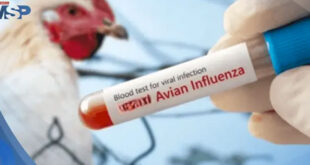 Gripe aviar en Perú: ¿es seguro comer pollo y huevos tras la emergencia sanitaria por H5N1?